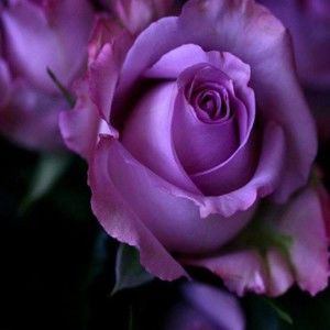 Meet your Posher, Daniese m.